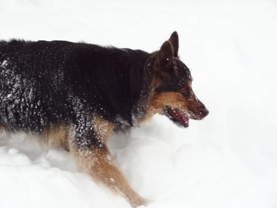 Penny in the snow