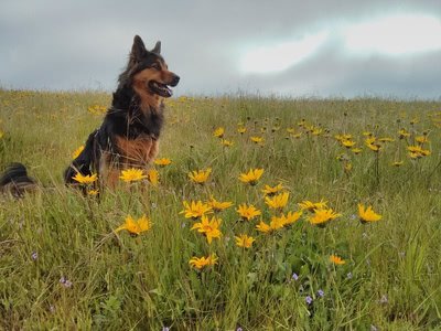 Penny sitting in a field with yellow flowers