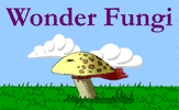 Wonder Fungi