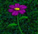Detail of a purple flower