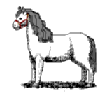A white pony with a red halter