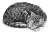 Kirby the cat, curled up and sleeping