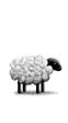 A standing sheep