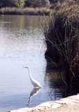 Crane standing in the water of a lake