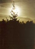 Silhouetted pine tree