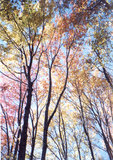 Autumn trees from below