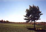 Lone tree in an empty field