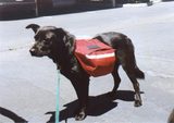 Pablo sporting his red doggie backpack