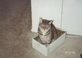 Kirby sitting in a shoe box