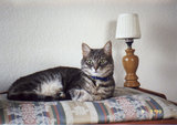 Kirby on the cedar chest next to a small lamp