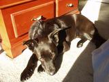 Pablo lying in front of the cedar chest, head on the floor