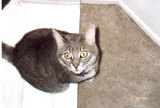 Kirby sitting, viewed from above