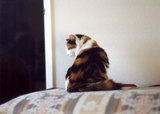 Cammy sitting on the cedar chest, looking over her shoulder