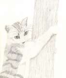 Silver tabby cat climbing a tree