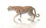 Orange tiger walking left
